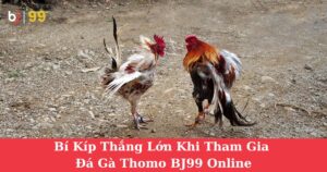 Bí Kíp Thắng Lớn Khi Tham Gia Đá Gà Thomo BJ99 Online