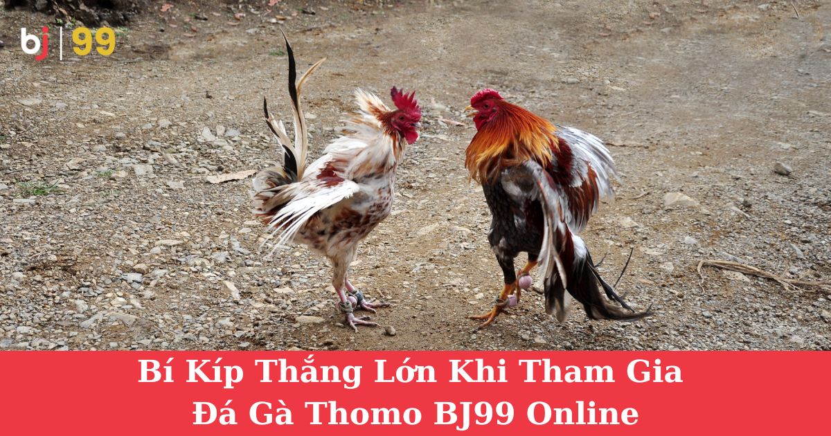 Bí Kíp Thắng Lớn Khi Tham Gia Đá Gà Thomo BJ99 Online