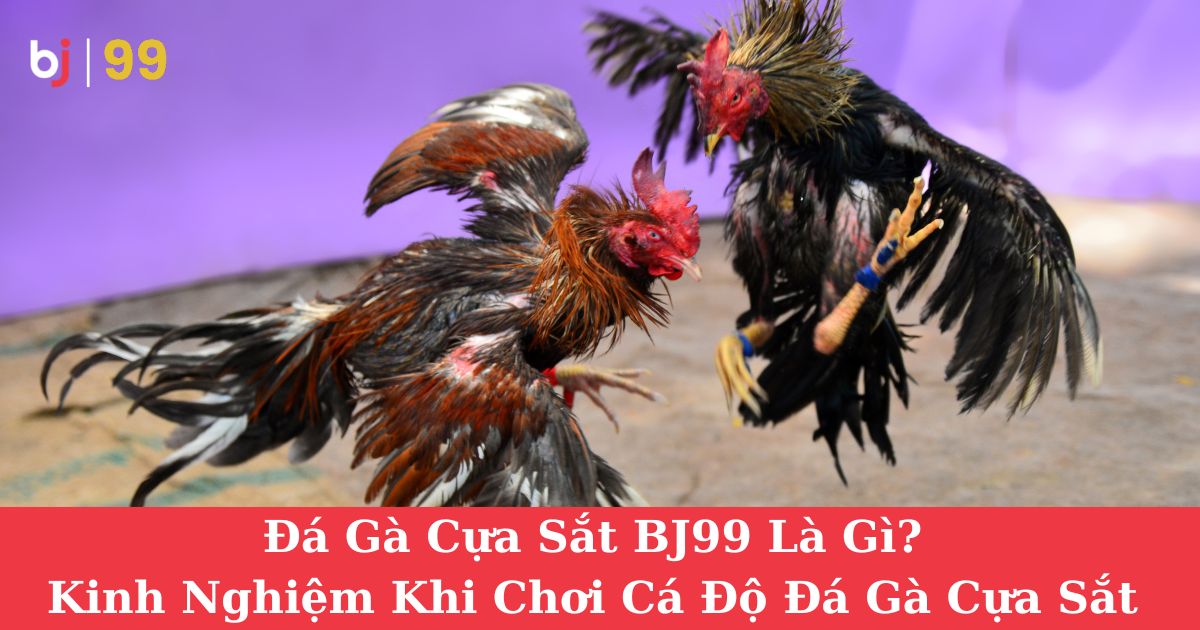 Đá Gà Cựa Sắt BJ99 Là Gì? Kinh Nghiệm Khi Chơi Cá Độ Đá Gà Cựa Sắt Tại BJ99