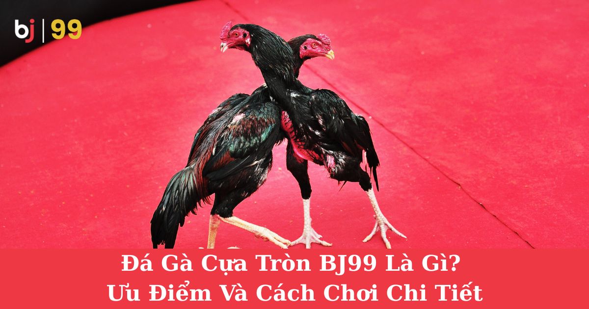 Đá Gà Cựa Tròn BJ99 Là Gì? Ưu Điểm Và Cách Chơi Chi Tiết Cho Người Mới