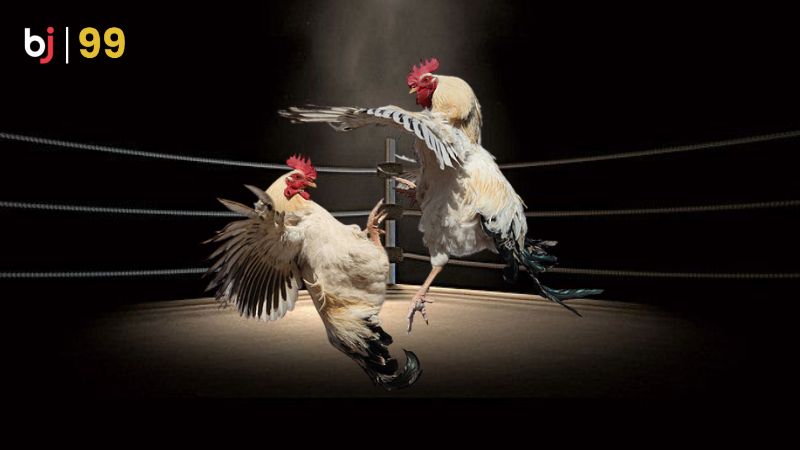 Đá gà cựa tròn BJ99 là gì?