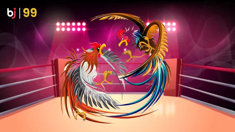 Hướng dẫn cá cược đá gà thomo tại BJ99