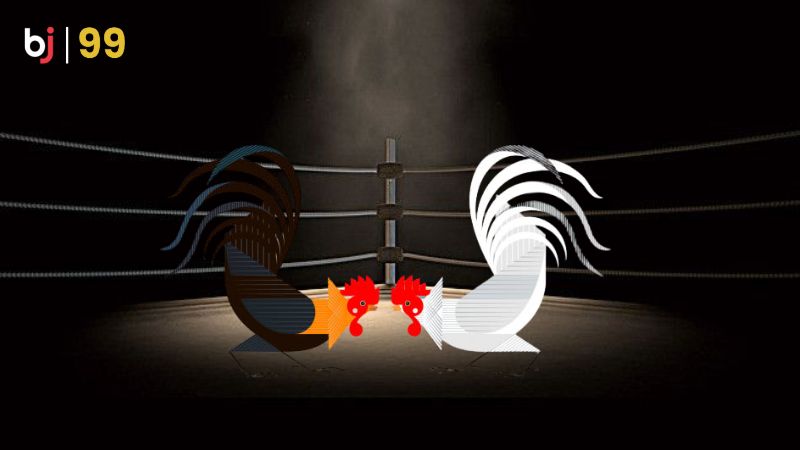 Kinh nghiệm khi chơi cá độ đá gà cựa dao tại BJ99