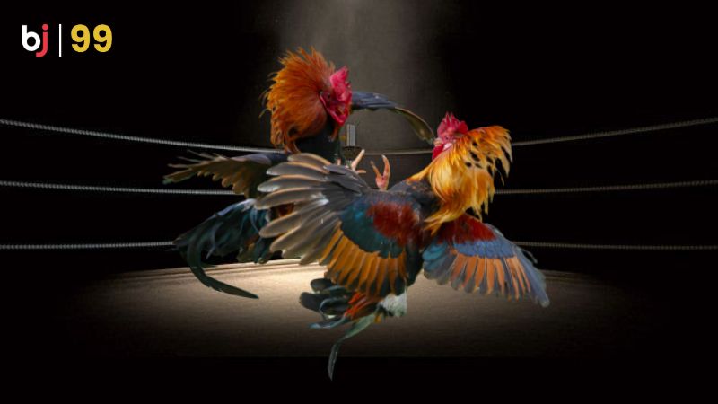 Luật chơi đá gà cựa tròn trên BJ99