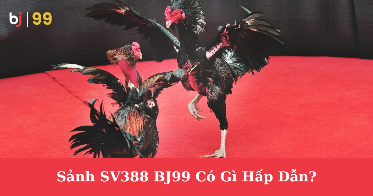 Sảnh SV388 BJ99 Có Gì Hấp Dẫn? Chiến Thuật Khi Chơi Cá Độ Đá Gà Sảnh Sv388 Tại BJ99